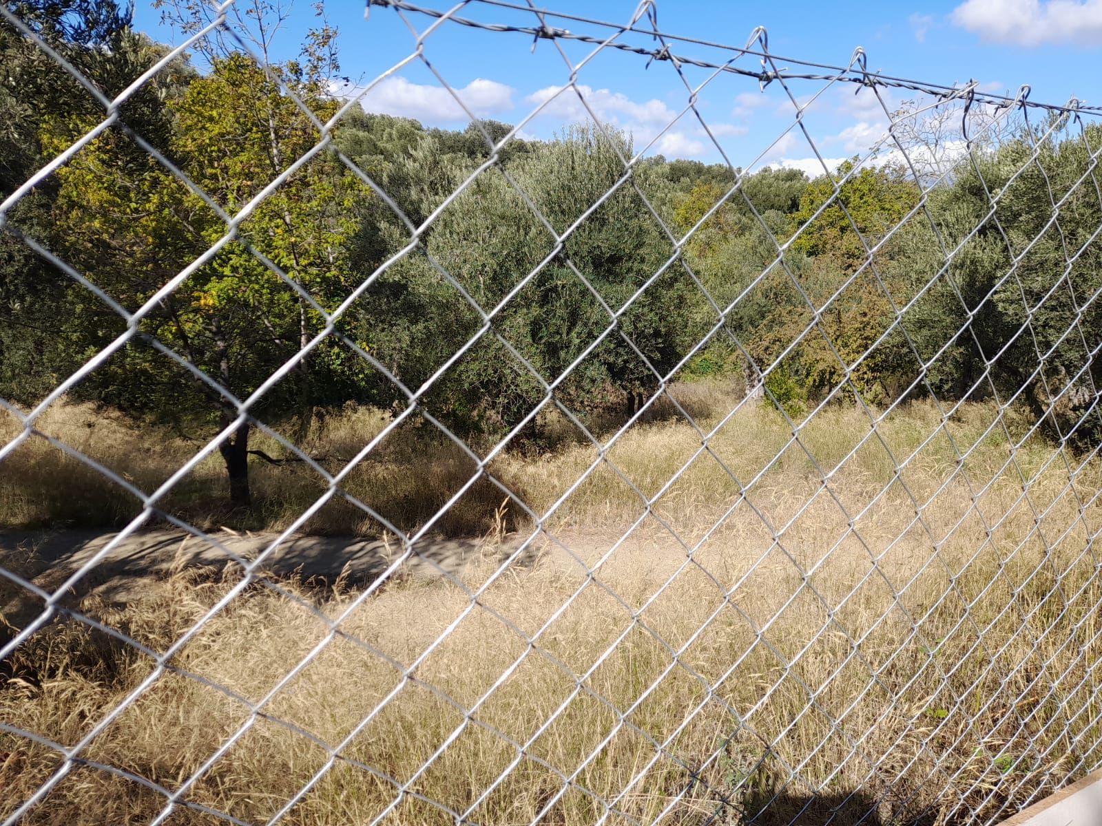 Rensa Gayrimenkul’den Balıkesir Edincik’te 2290 m2 Zeytinlik Arsa Satılık