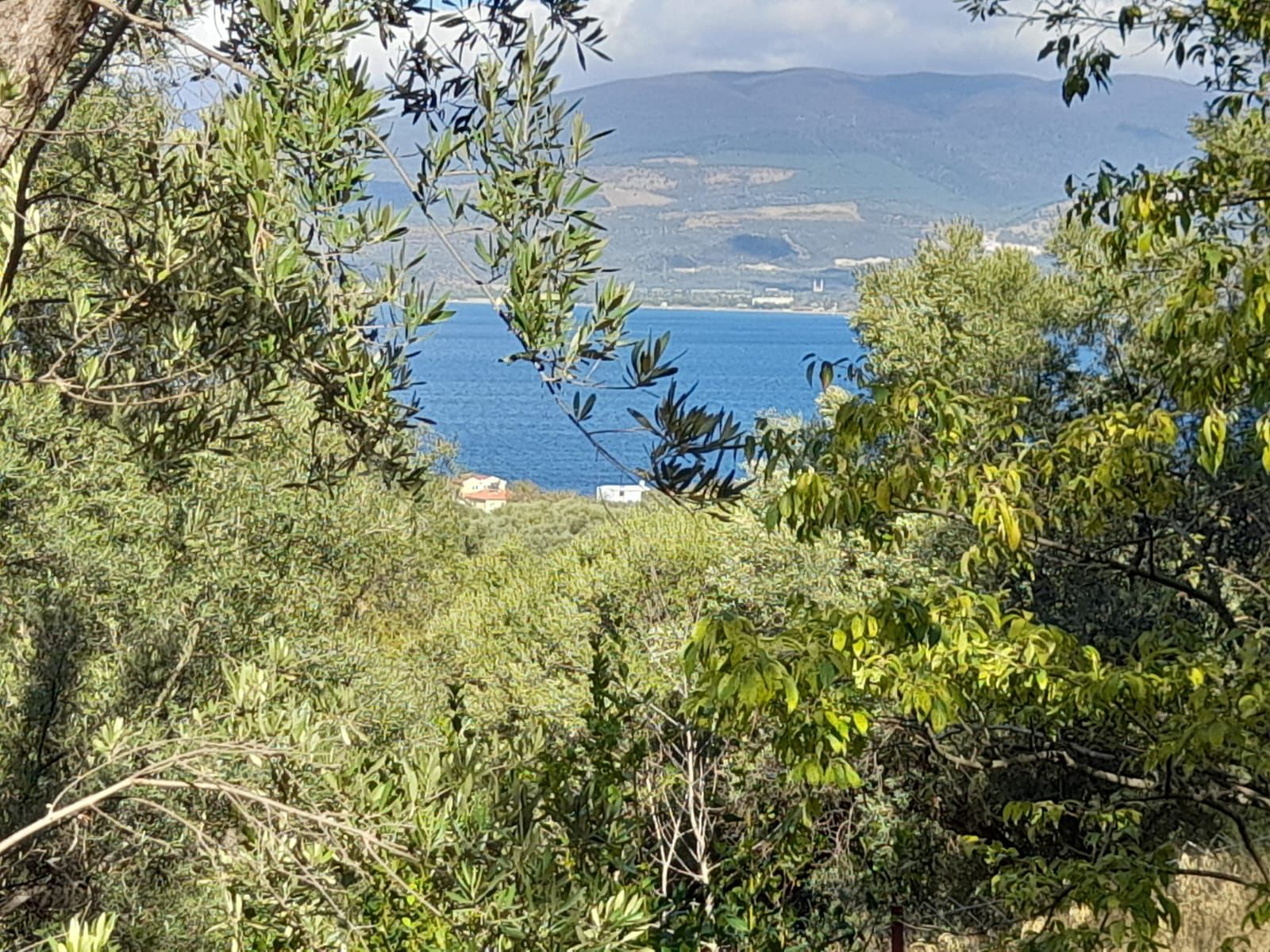 Rensa Gayrimenkul’den Balıkesir Edincik’te 2290 m2 Zeytinlik Arsa Satılık