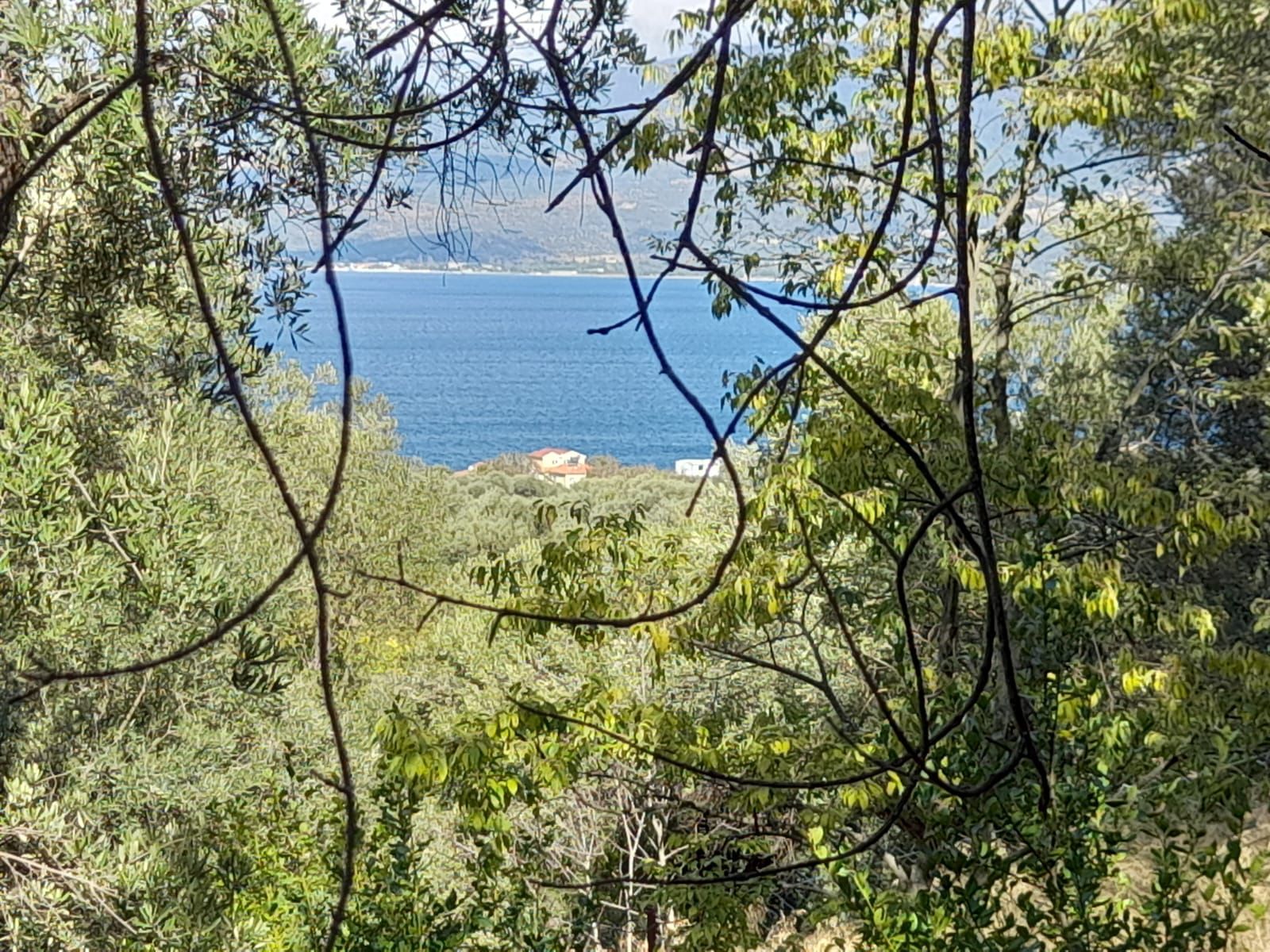 Rensa Gayrimenkul’den Balıkesir Edincik’te 2290 m2 Zeytinlik Arsa Satılık