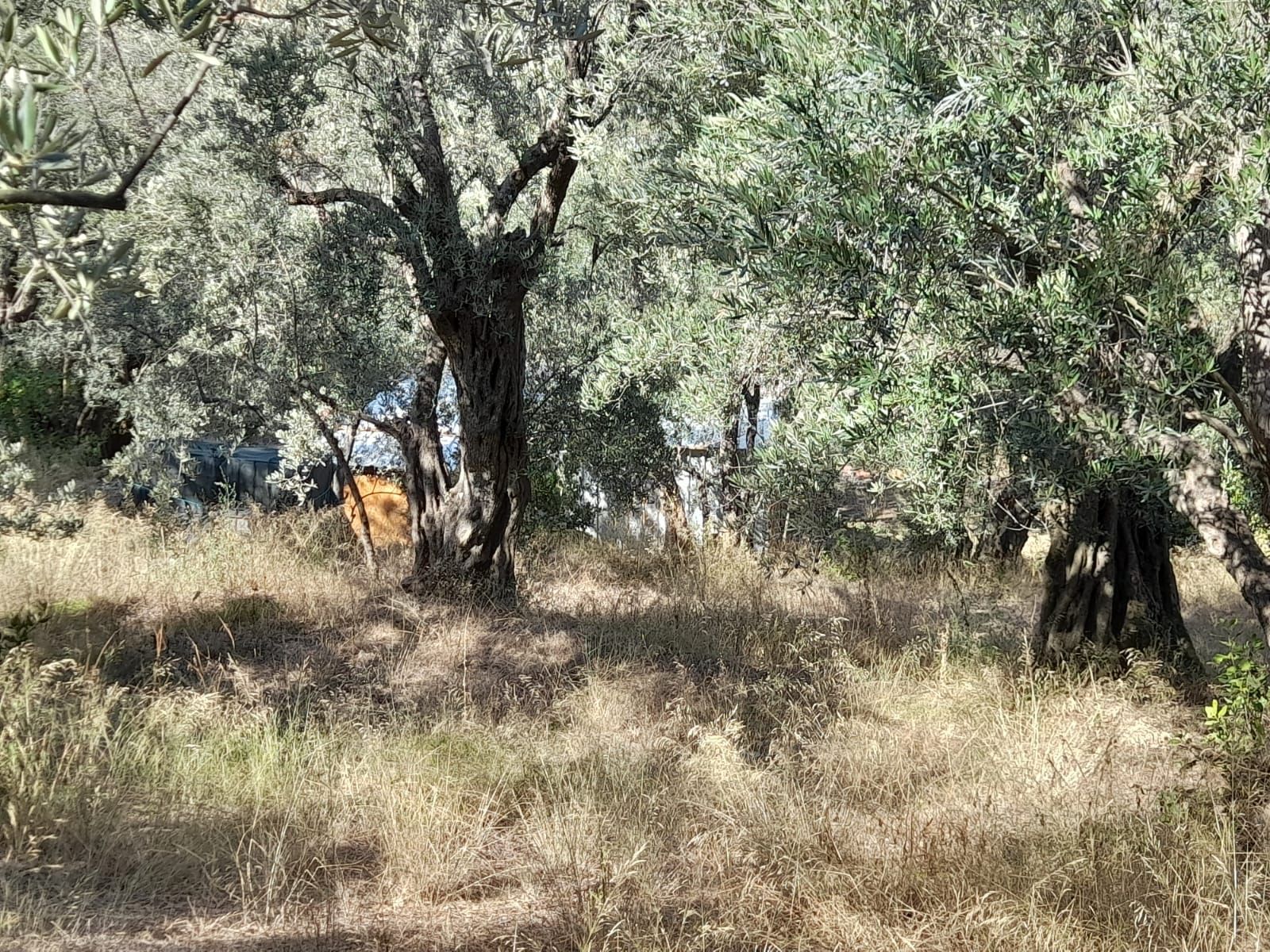 Rensa Gayrimenkul’den Balıkesir Edincik’te 2290 m2 Zeytinlik Arsa Satılık