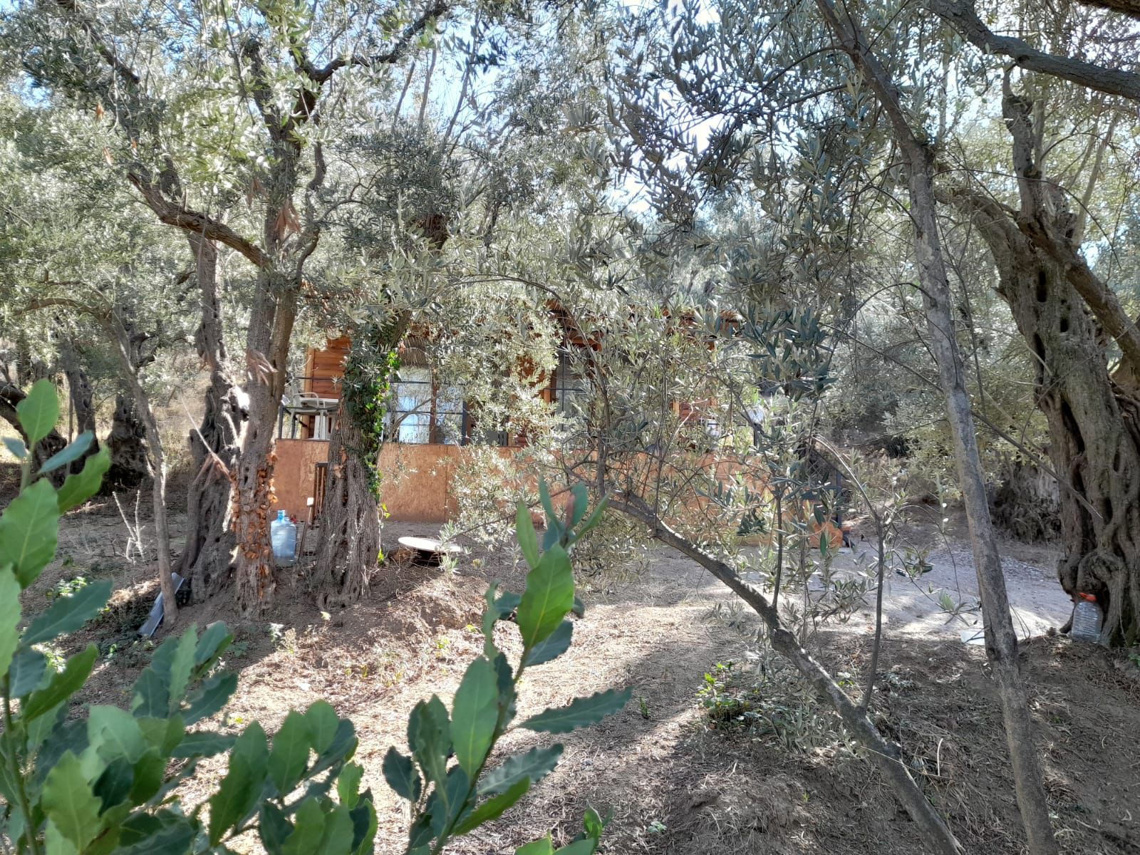 Rensa Gayrimenkul’den Balıkesir Edincik’te 2290 m2 Zeytinlik Arsa Satılık